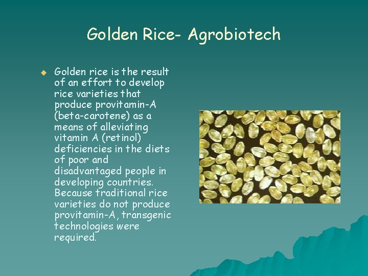Golden Rice- Agrobiotech u Golden rice is the result of an effort to develop