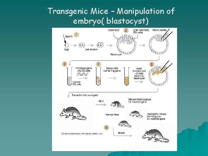 Transgenic Mice – Manipulation of embryo( blastocyst) 