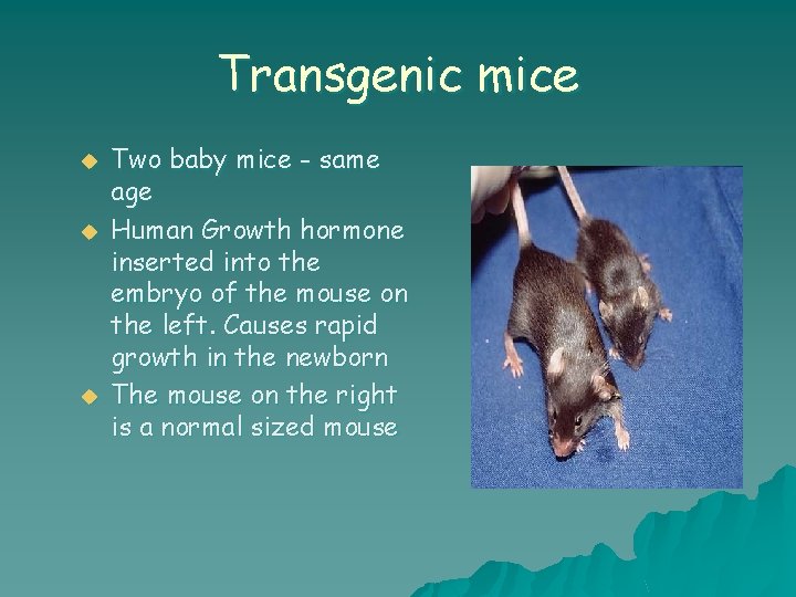 Transgenic mice u u u Two baby mice - same age Human Growth hormone