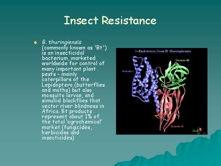 Insect Resistance u B. thuringiensis (commonly known as 'Bt') is an insecticidal bacterium, marketed