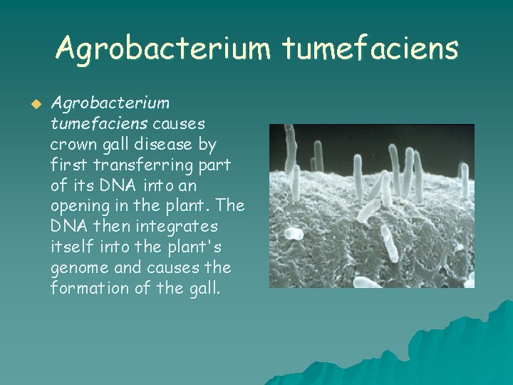 Agrobacterium tumefaciens u Agrobacterium tumefaciens causes crown gall disease by first transferring part of