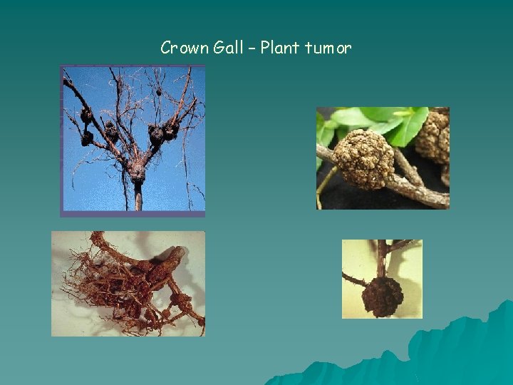 Crown Gall – Plant tumor 