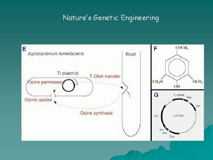 Nature’s Genetic Engineering 