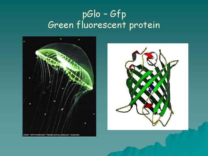 p. Glo – Gfp Green fluorescent protein 