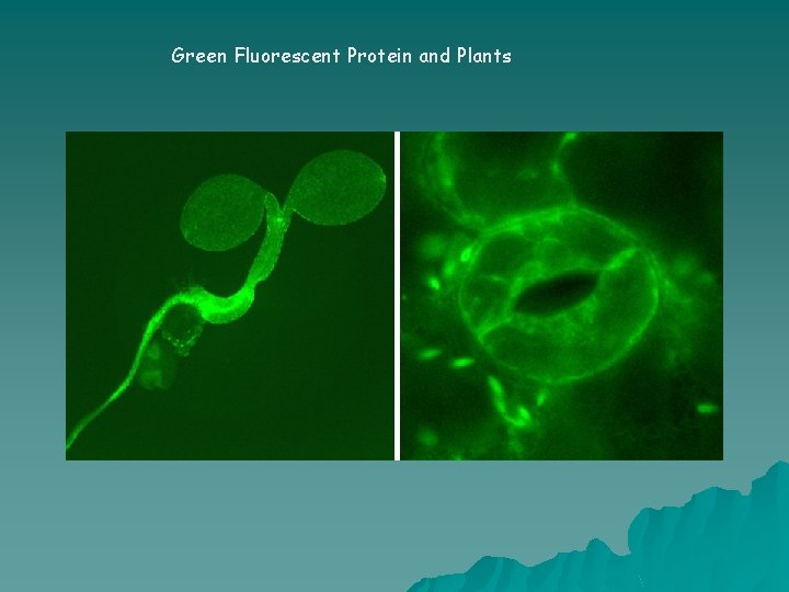 Green Fluorescent Protein and Plants 