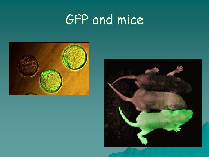 GFP and mice 