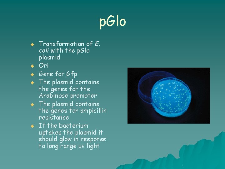 p. Glo u u u Transformation of E. coli with the p. Glo plasmid