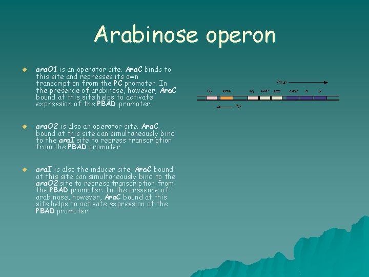 Arabinose operon u u u ara. O 1 is an operator site. Ara. C