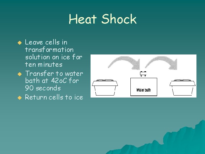 Heat Shock u u u Leave cells in transformation solution on ice for ten