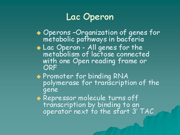 Lac Operons –Organization of genes for metabolic pathways in bacteria u Lac Operon -