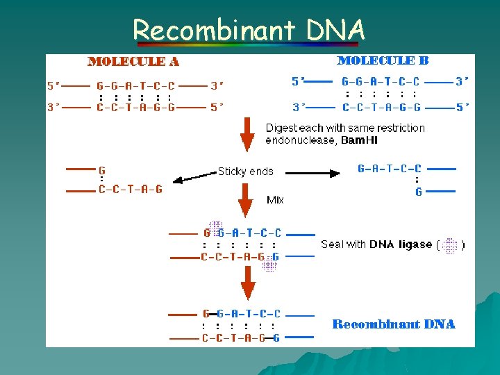 Recombinant DNA 