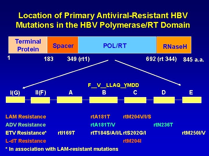 Location of Primary Antiviral-Resistant HBV Mutations in the HBV Polymerase/RT Domain Terminal Protein 1