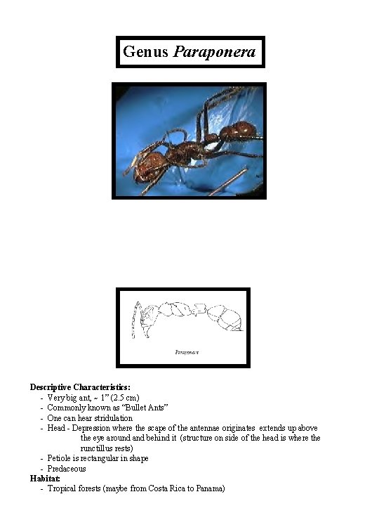 Genus Paraponera Descriptive Characteristics: - Very big ant, ~ 1” (2. 5 cm) -