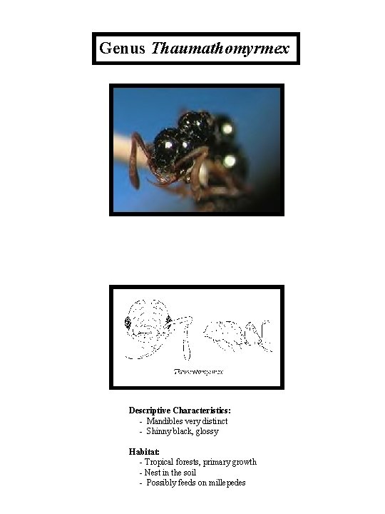 Genus Thaumathomyrmex Descriptive Characteristics: - Mandibles very distinct - Shinny black, glossy Habitat: -
