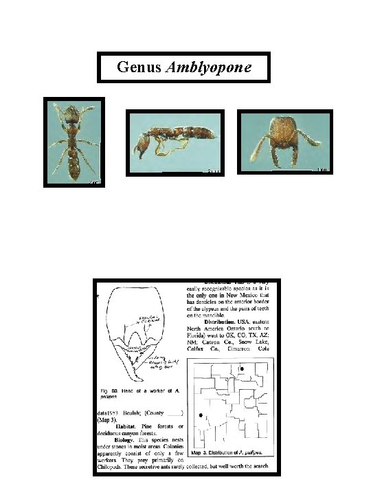 Genus Amblyopone 