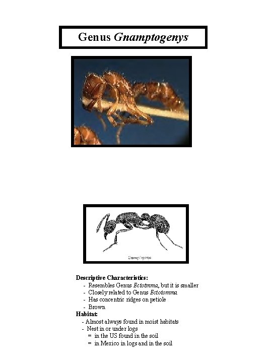 Genus Gnamptogenys Descriptive Characteristics: - Resembles Genus Ectotmma, but it is smaller - Closely