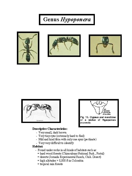 Genus Hypoponera Descriptive Characteristics: - Very small, dark brown - Very tiny eyes (extremely