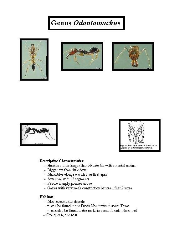 Genus Odontomachus Descriptive Characteristics: - Head is a little longer than Anochetus with a