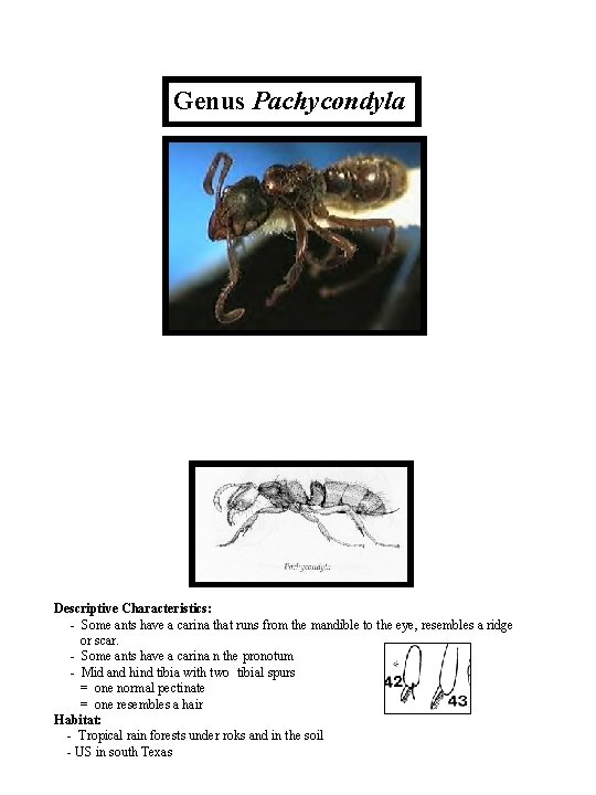 Genus Pachycondyla Descriptive Characteristics: - Some ants have a carina that runs from the