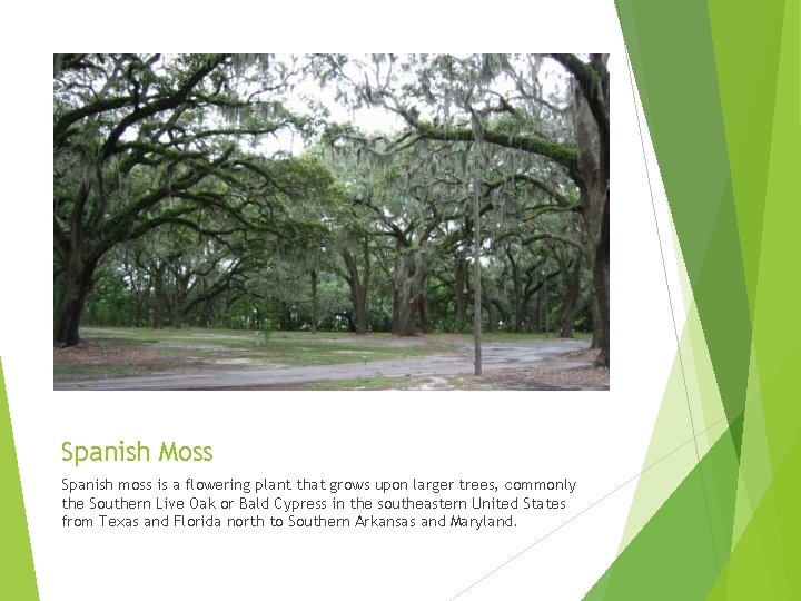Spanish Moss Spanish moss is a flowering plant that grows upon larger trees, commonly Spanish Moss Spanish moss is a flowering plant that grows upon larger trees, commonly
