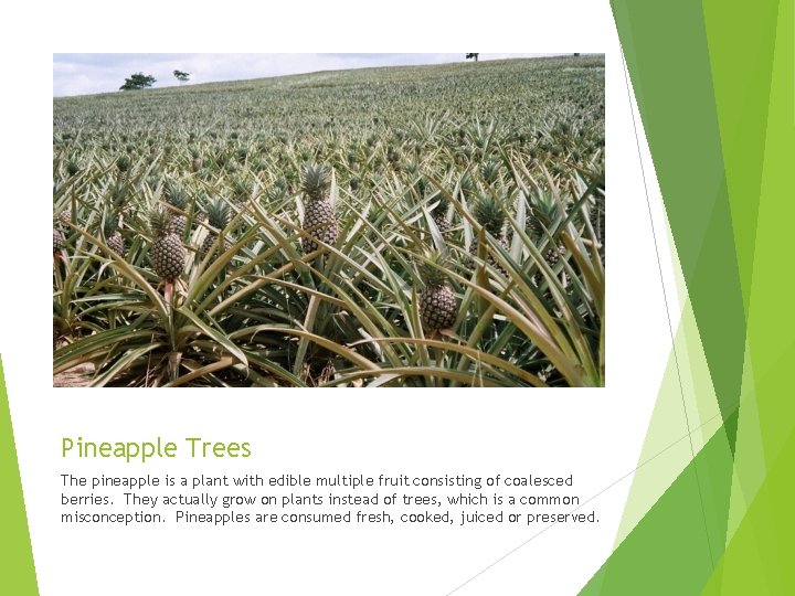 Pineapple Trees The pineapple is a plant with edible multiple fruit consisting of coalesced Pineapple Trees The pineapple is a plant with edible multiple fruit consisting of coalesced