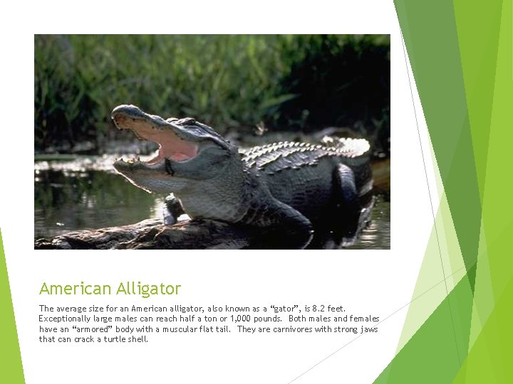 American Alligator The average size for an American alligator, also known as a “gator”, American Alligator The average size for an American alligator, also known as a “gator”,