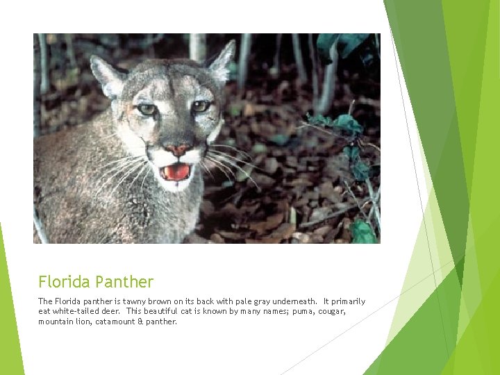 Florida Panther The Florida panther is tawny brown on its back with pale gray Florida Panther The Florida panther is tawny brown on its back with pale gray