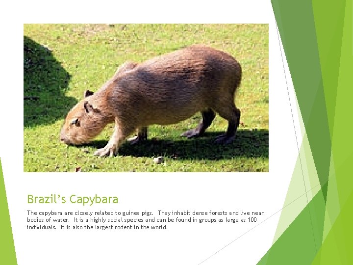 Brazil’s Capybara The capybara are closely related to guinea pigs. They inhabit dense forests Brazil’s Capybara The capybara are closely related to guinea pigs. They inhabit dense forests