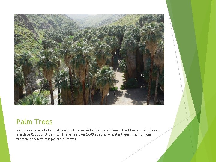 Palm Trees Palm trees are a botanical family of perennial shrubs and trees. Well Palm Trees Palm trees are a botanical family of perennial shrubs and trees. Well