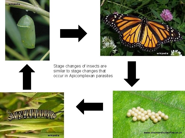 wikipedia Stage changes of insects are similar to stage changes that occur in Apicomplexan