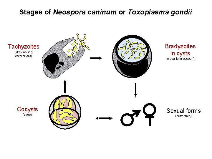 Stages of Neospora caninum or Toxoplasma gondii Tachyzoites (like dividing caterpillars) Oocysts (eggs) Bradyzoites