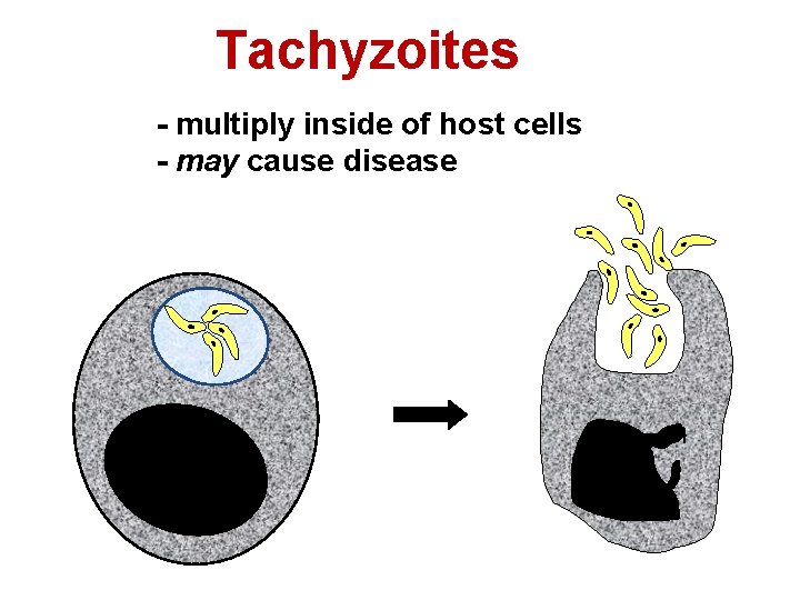 Tachyzoites - multiply inside of host cells - may cause disease 