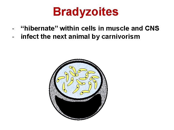 Bradyzoites - “hibernate” within cells in muscle and CNS - infect the next animal