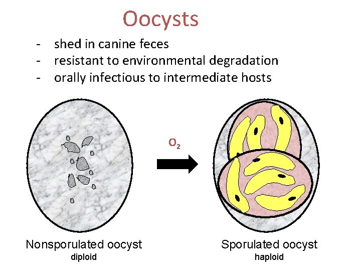 Oocysts - shed in canine feces - resistant to environmental degradation - orally infectious