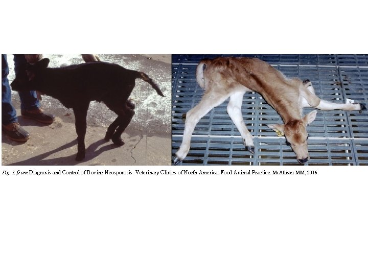 Fig. 1, from Diagnosis and Control of Bovine Neosporosis. Veterinary Clinics of North America: