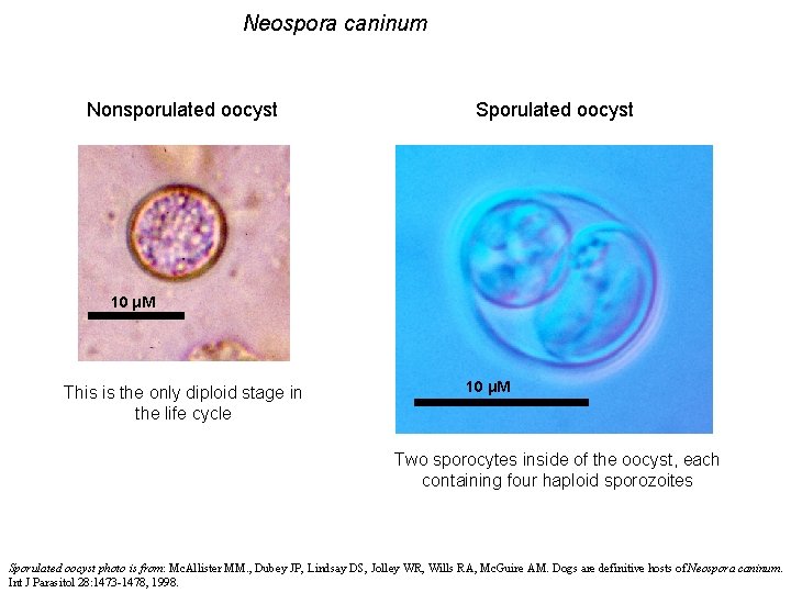 Neospora caninum Nonsporulated oocyst Sporulated oocyst 10 μM This is the only diploid stage