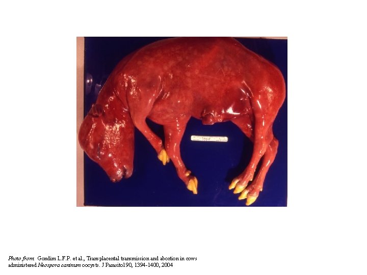 Photo from: Gondim L. F. P. et al. , Transplacental transmission and abortion in