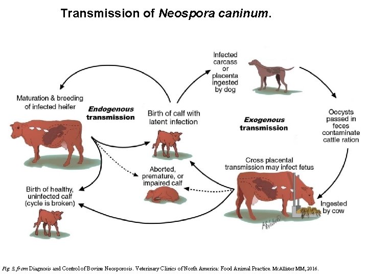 Transmission of Neospora caninum. Fig. 3, from Diagnosis and Control of Bovine Neosporosis. Veterinary