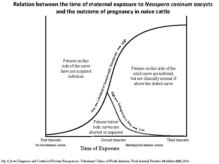 issio n Hi gh Relation between the time of maternal exposure to Neospora caninum