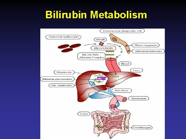 Bilirubin Metabolism 