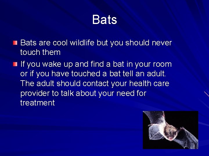 Bats are cool wildlife but you should never touch them If you wake up