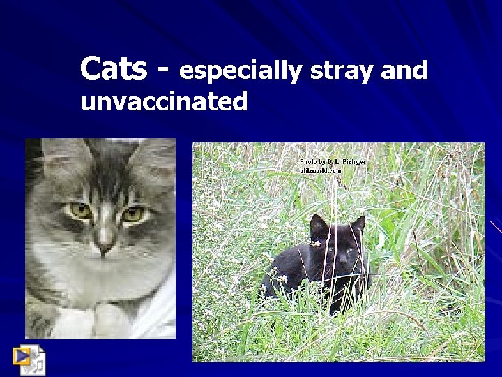 Cats - especially stray and unvaccinated 