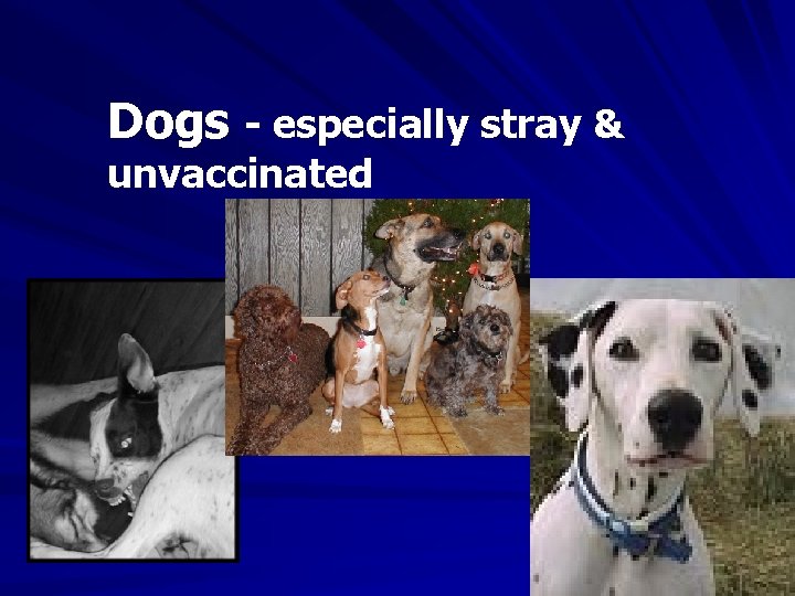 Dogs - especially stray & unvaccinated 
