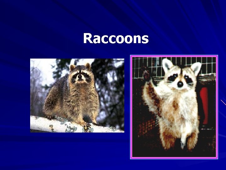 Raccoons 