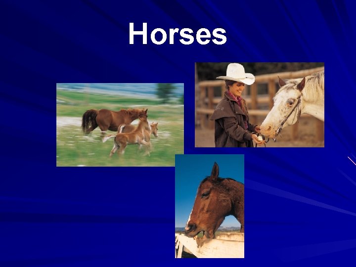 Horses 