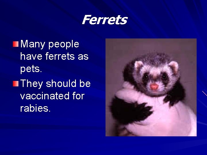 Ferrets Many people have ferrets as pets. They should be vaccinated for rabies. 