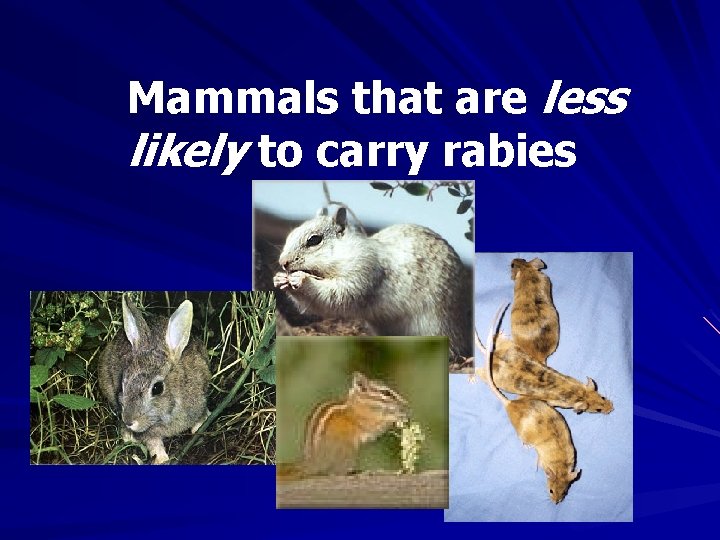 Mammals that are less likely to carry rabies 