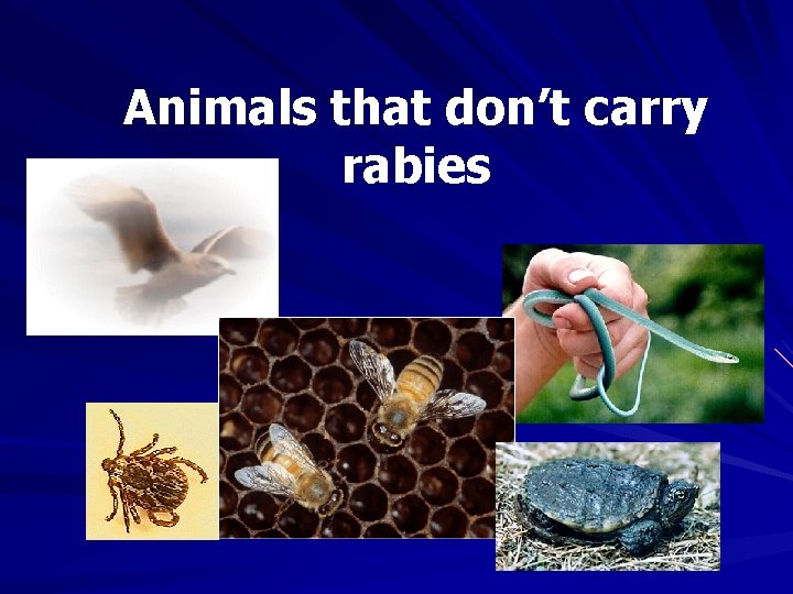 Animals that don’t carry rabies 