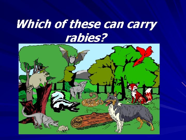 Which of these can carry rabies? 