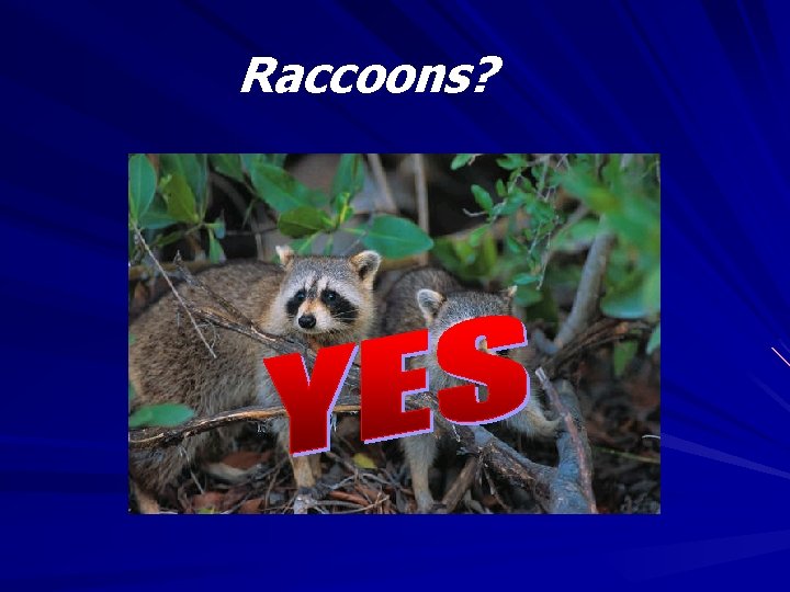 Raccoons? 